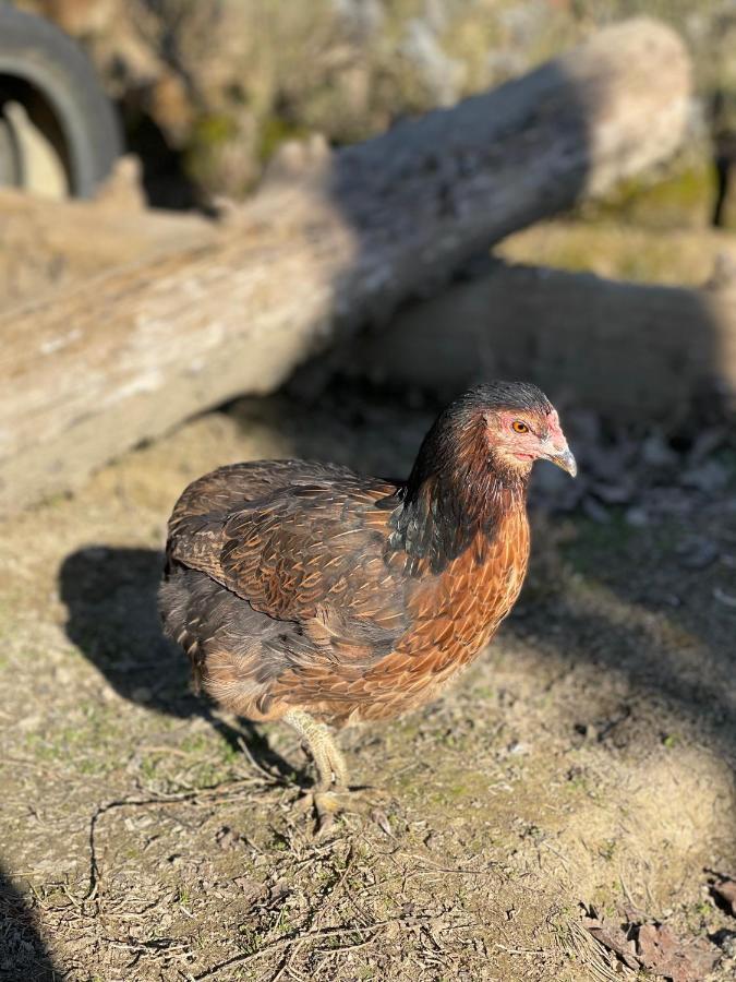 キウージ Al Giardino Degli Etruschiゲストハウス エクステリア 写真
