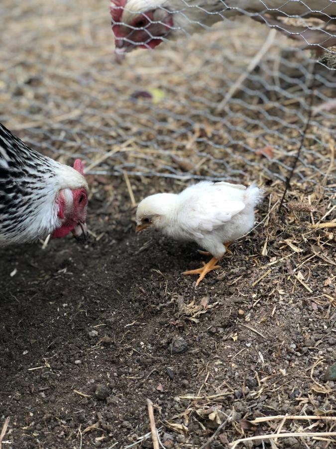 キウージ Al Giardino Degli Etruschiゲストハウス エクステリア 写真